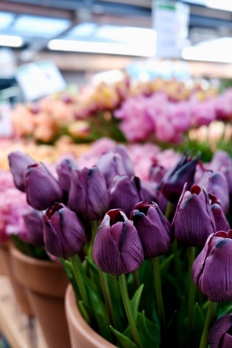 purple flowers in a market
