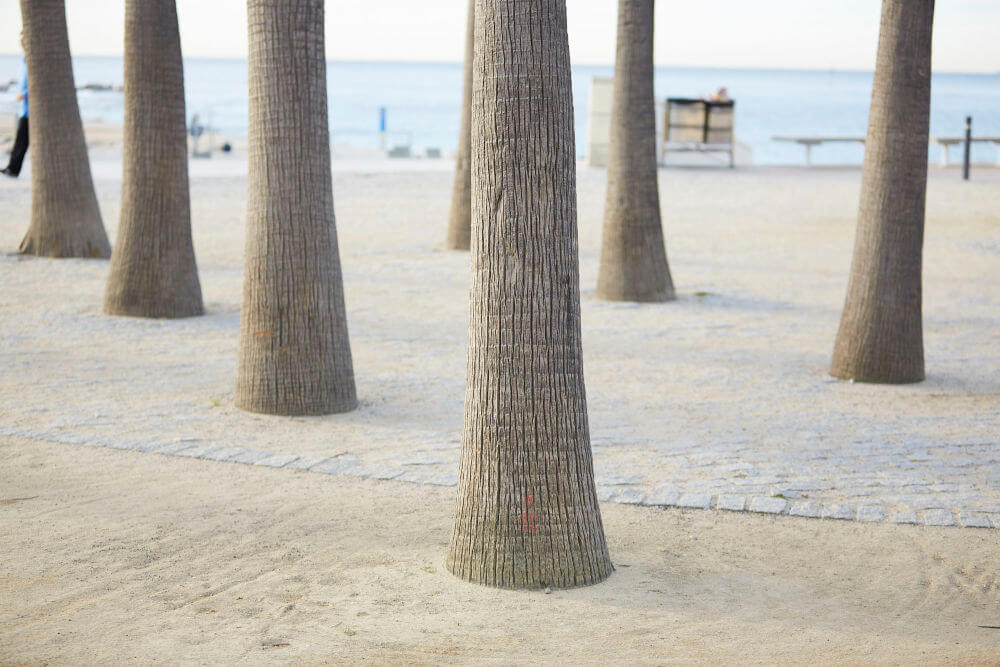 a group of trees on a beach