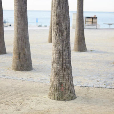 a group of trees on a beach