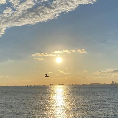 a bird flying over water
