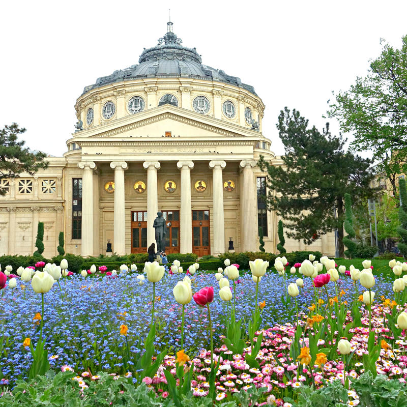 a large white building with a domed roof and a garden of flowers with Romanian Athenaeum in the background